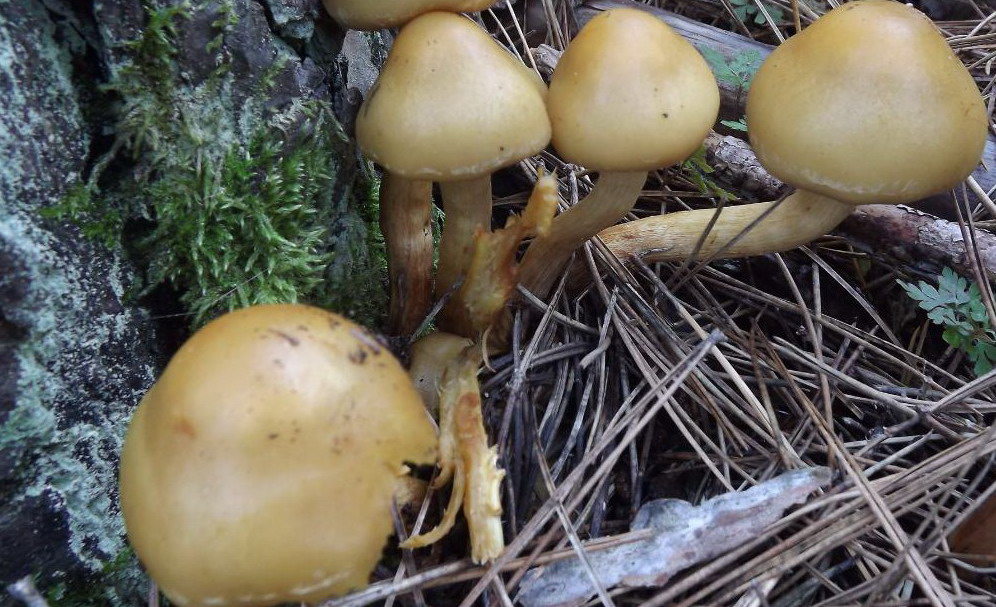 Pholiota alnicola ?